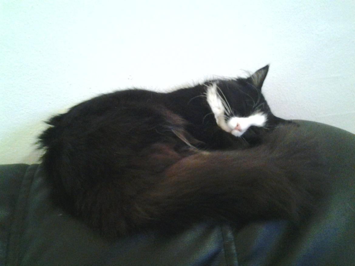 Blanding af racer Mille - Z z Z 
 billede 6