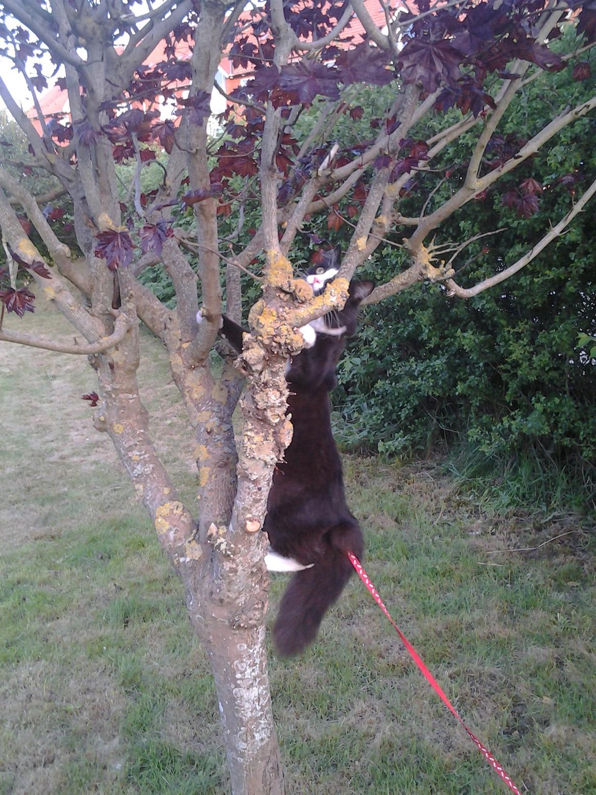 Blanding af racer Mille - Så vild jeg er  billede 10