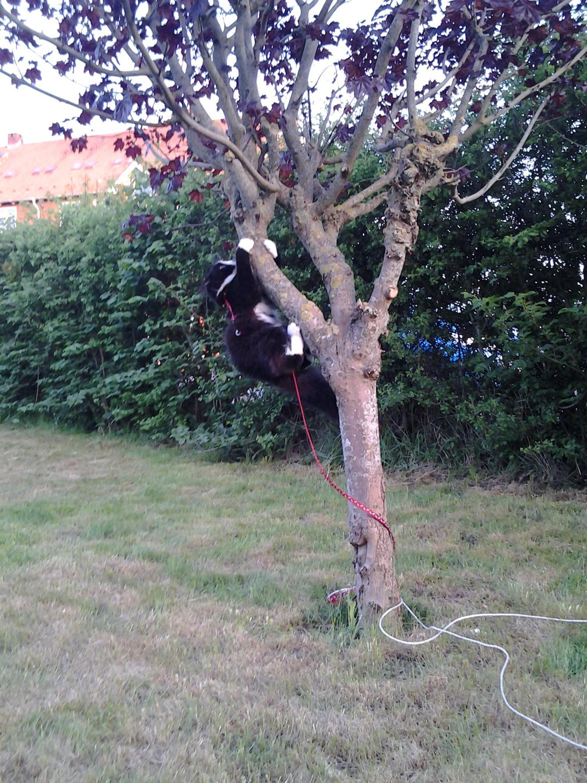 Blanding af racer Mille billede 11