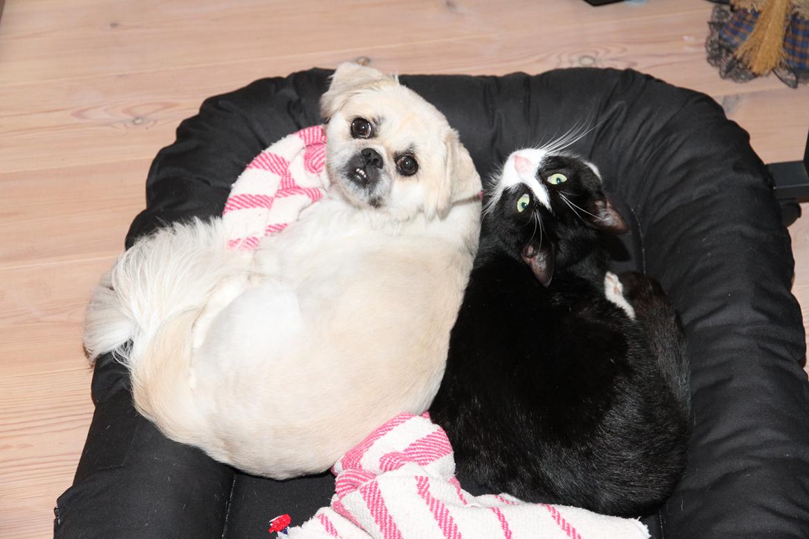 Huskat Monsberg - Maluo og Monsberg hygger :) billede 1