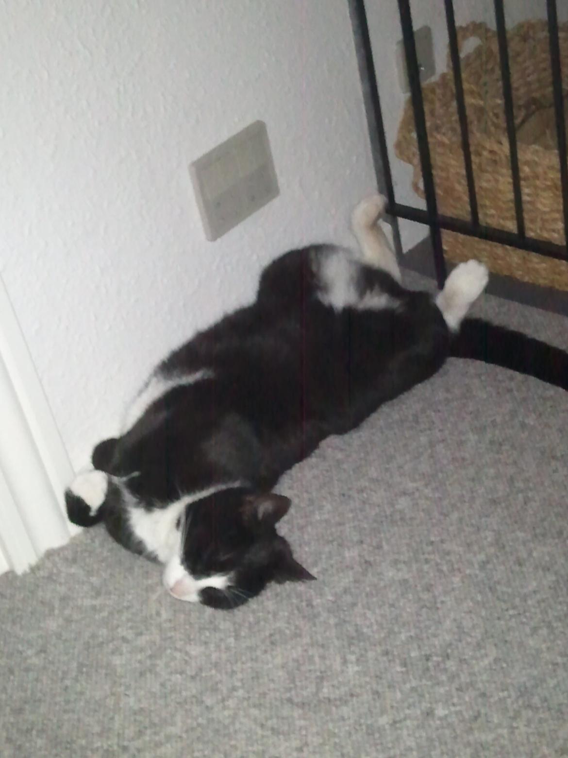 Huskat Monsberg - Sådan sover han somregel :b billede 2