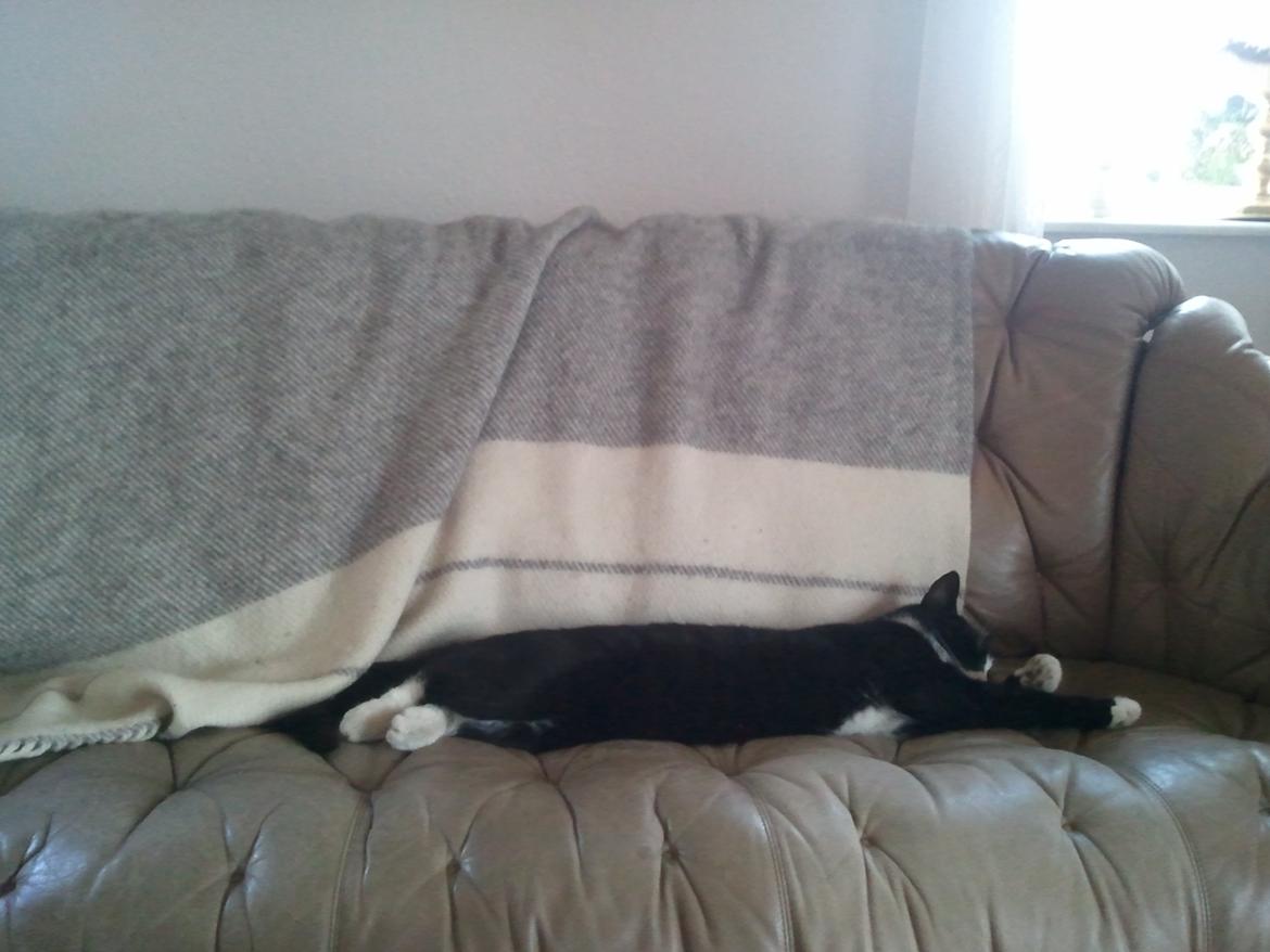 Huskat Monsberg - Flader ud <3 billede 3