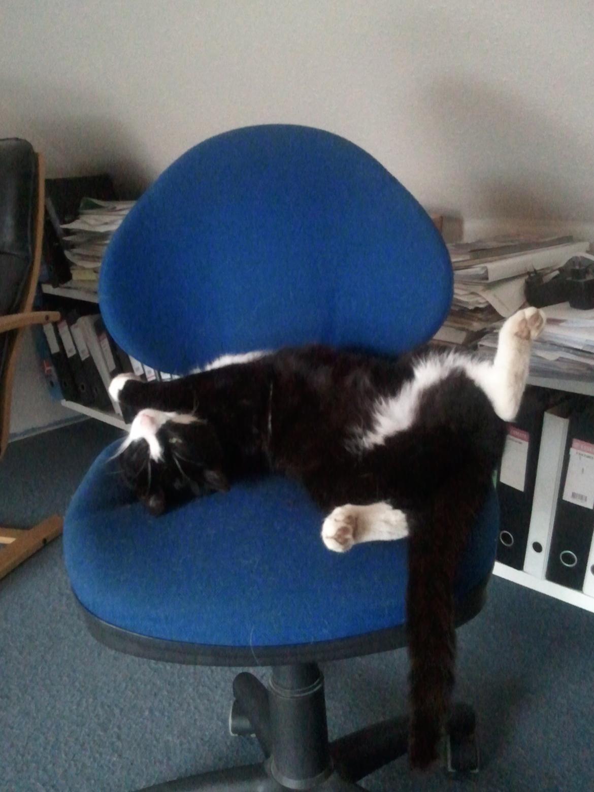 Huskat Monsberg - Snorkbobler billede 4