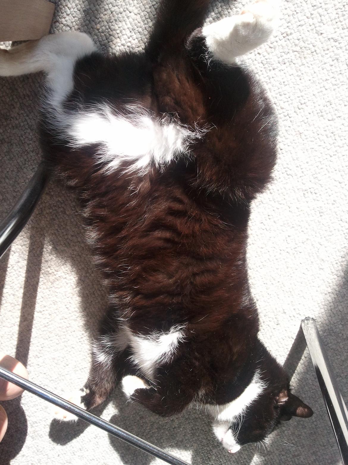 Huskat Monsberg - Og igen <3 billede 5