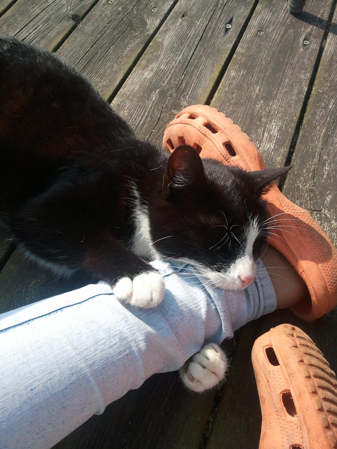 Huskat Monsberg - Han ved hvem han elsker :b <3 billede 6