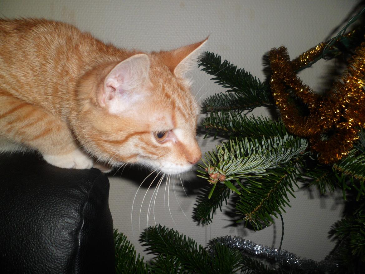 Blanding af racer Jack - Jack's første møde med juletræ. billede 5