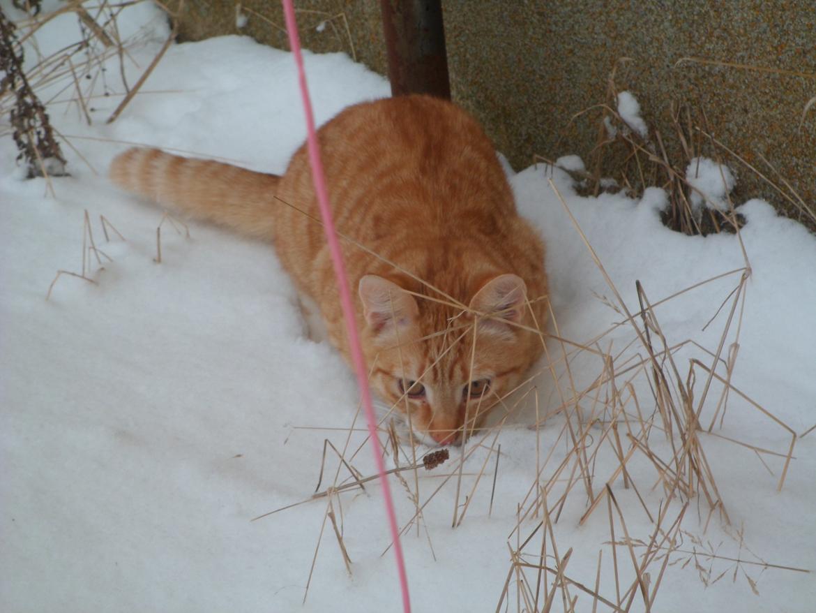 Blanding af racer Jack - Første gang i sneen. Og sidste gang. billede 6