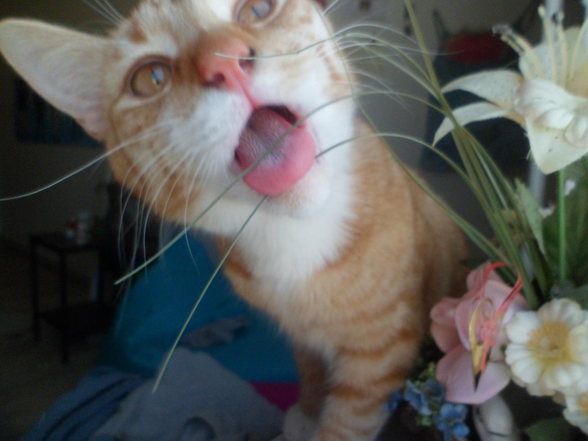 Blanding af racer Jack billede 7