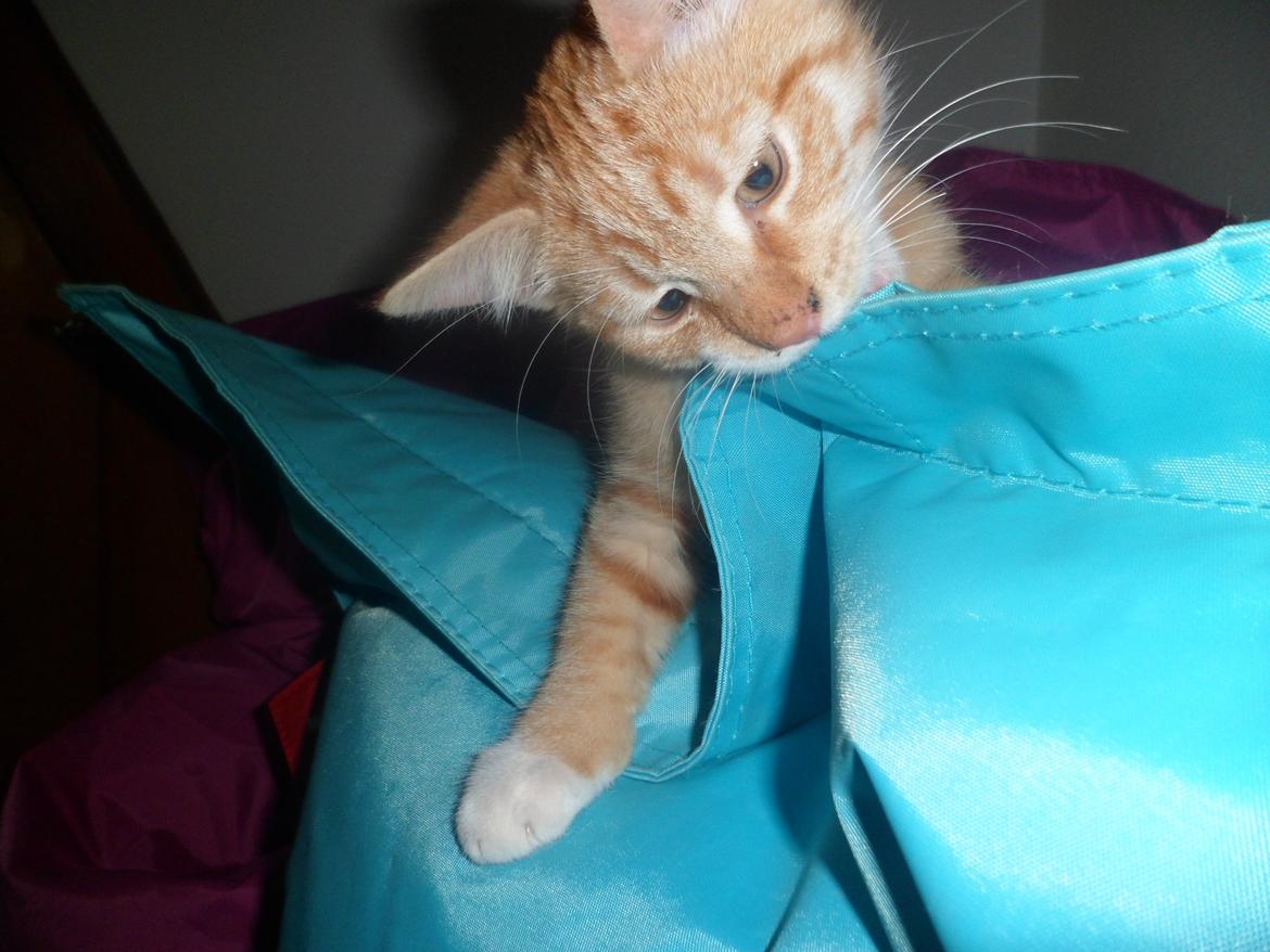 Blanding af racer Jack - Fra hans bette killinge-tid. billede 8