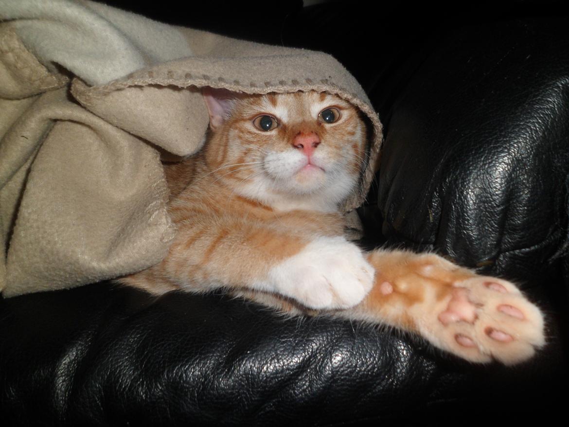 Blanding af racer Jack billede 9