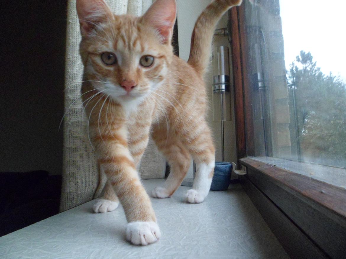 Blanding af racer Jack billede 10