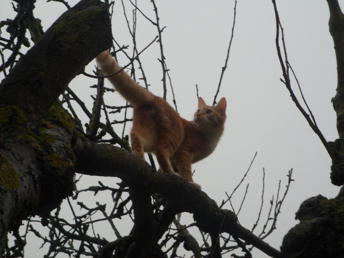 Blanding af racer Jack billede 11