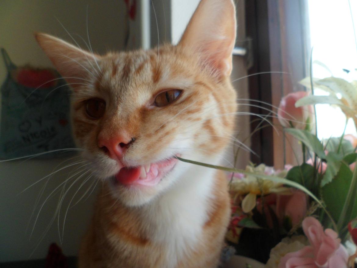 Blanding af racer Jack billede 12