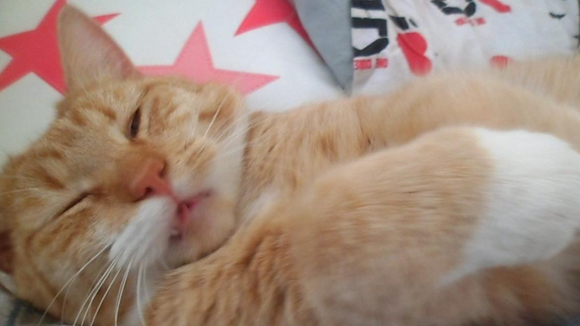 Blanding af racer Jack billede 13