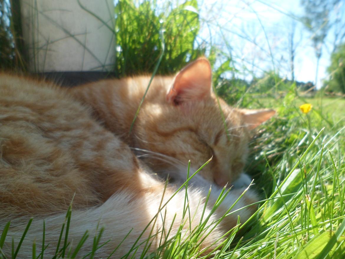 Blanding af racer Jack billede 14