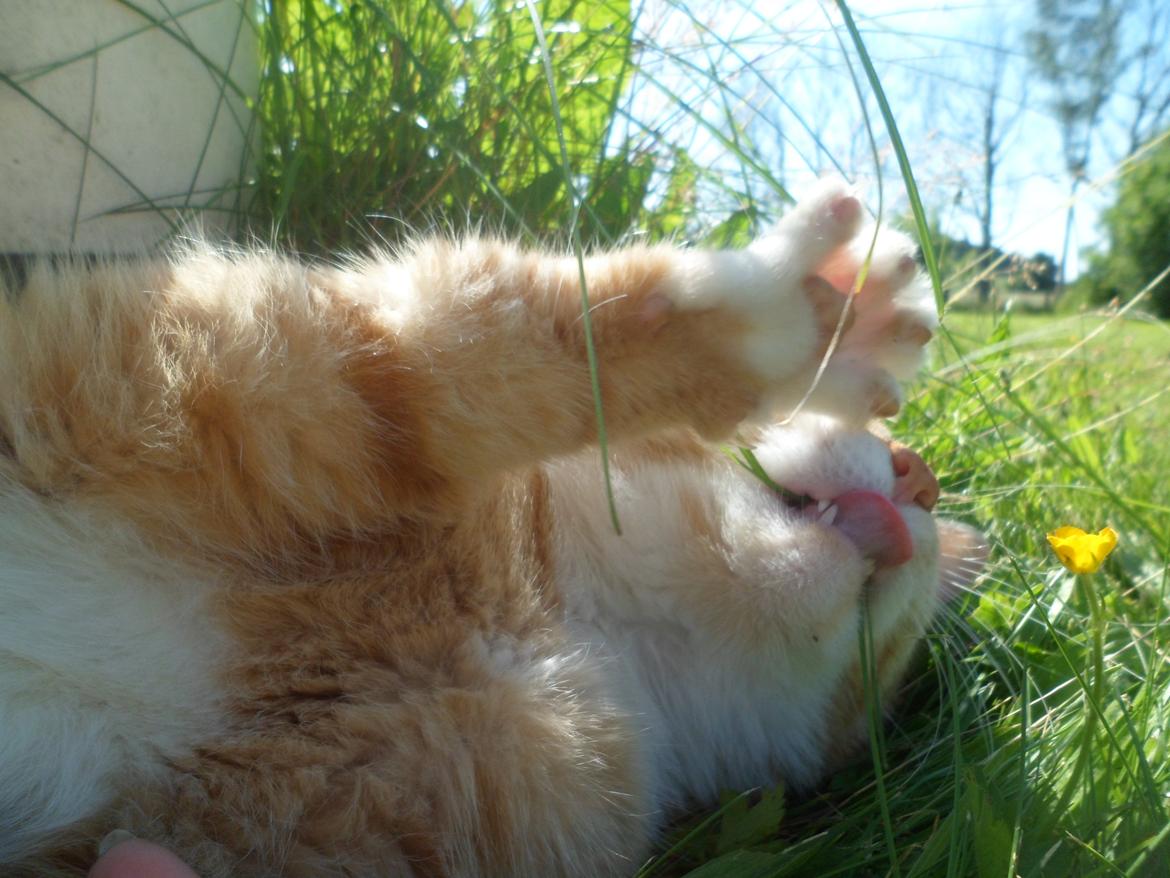 Blanding af racer Jack billede 15