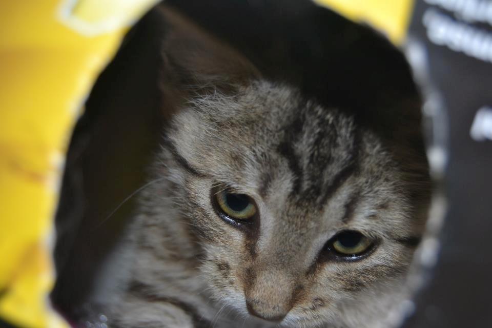 Blanding af racer Lucky billede 2