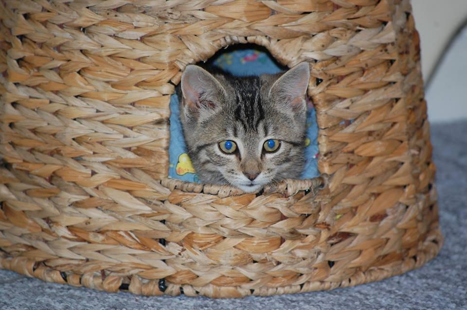 Blanding af racer Lucky billede 3