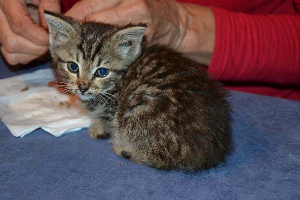 Blanding af racer Lucky - Da hun lige var blevet fundet. <3  billede 4