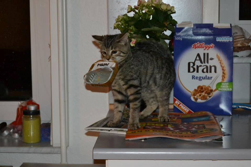 Blanding af racer Lucky billede 5