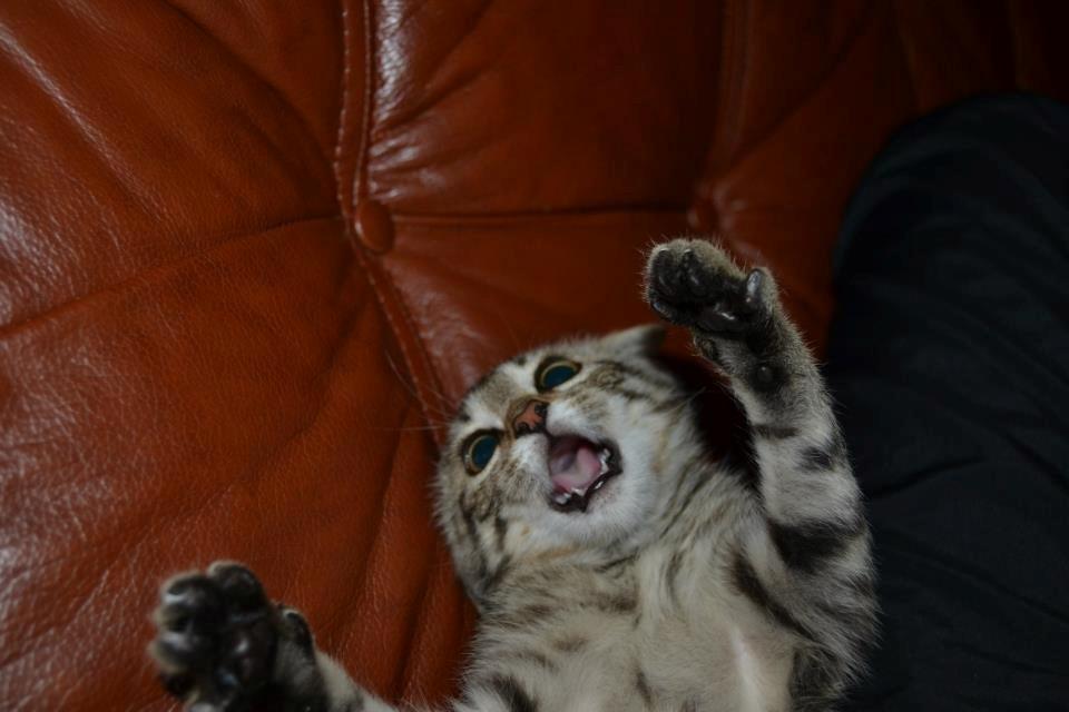 Blanding af racer Lucky billede 6