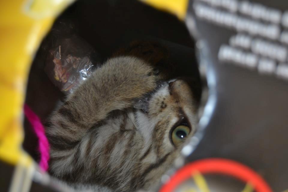 Blanding af racer Lucky billede 7