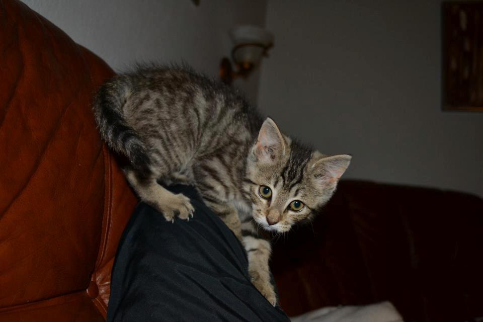 Blanding af racer Lucky billede 8