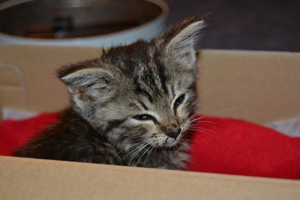 Blanding af racer Lucky billede 9