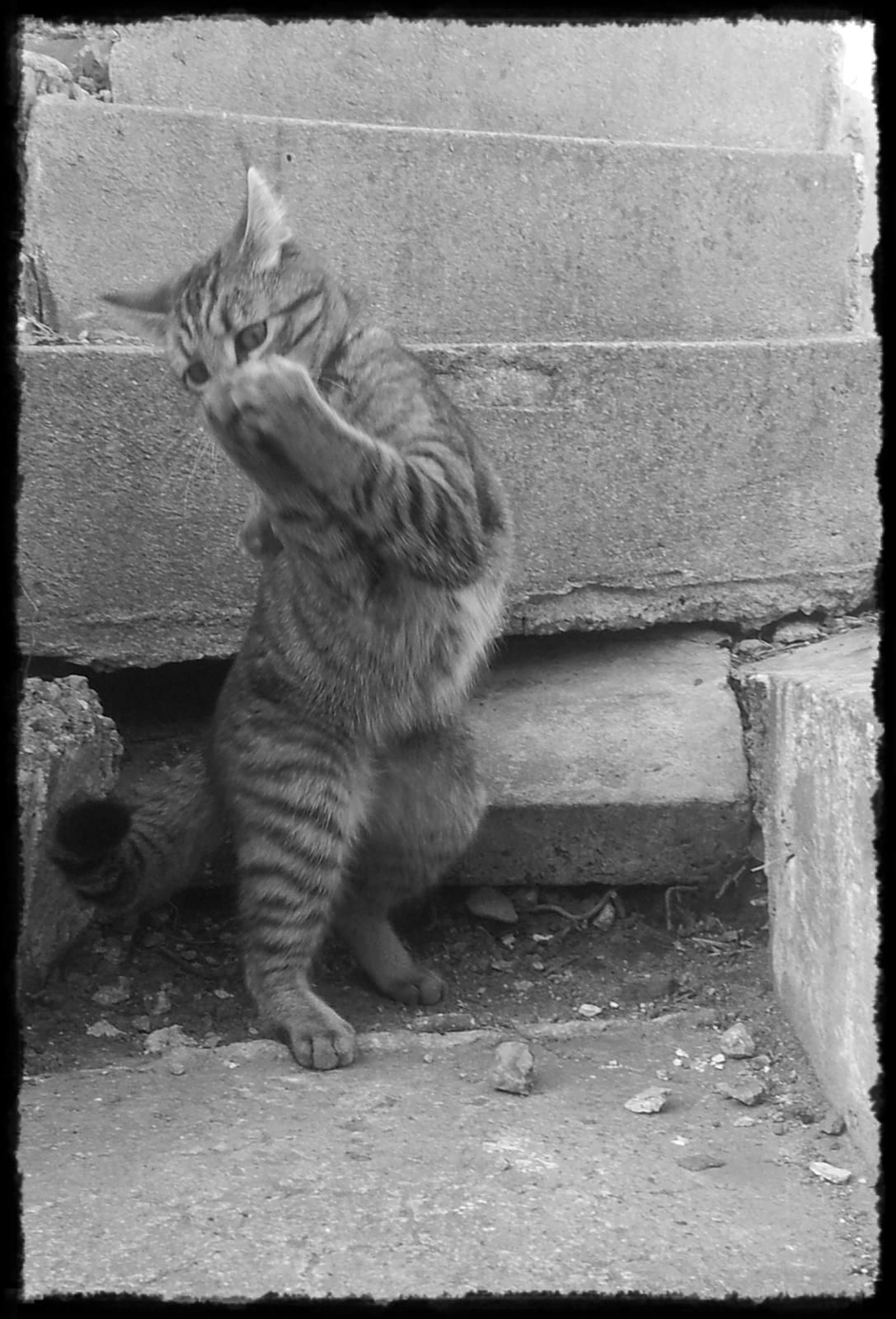 Blanding af racer Lucky - Et år efter. <3  billede 1