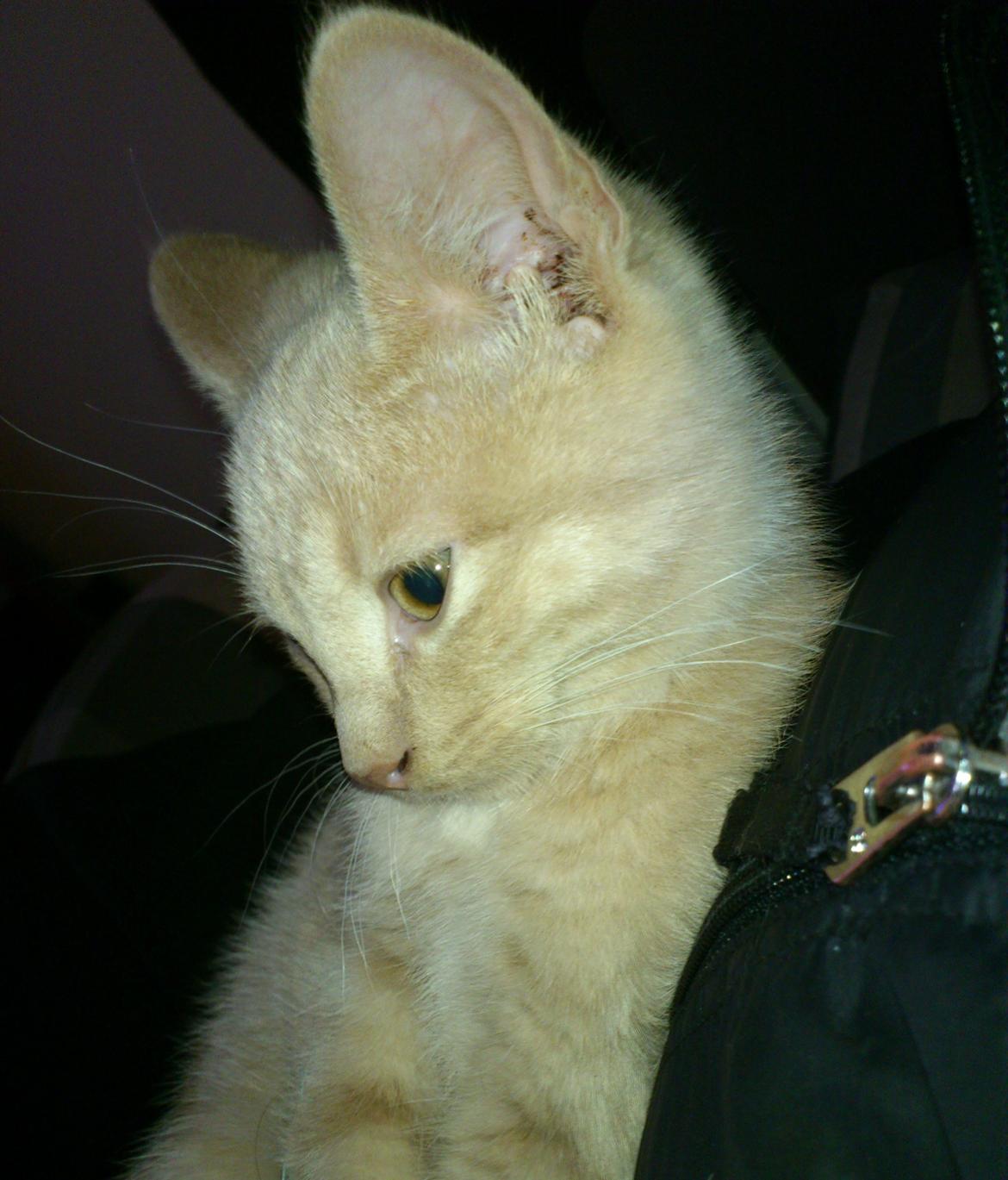 Huskat rødmis billede 6