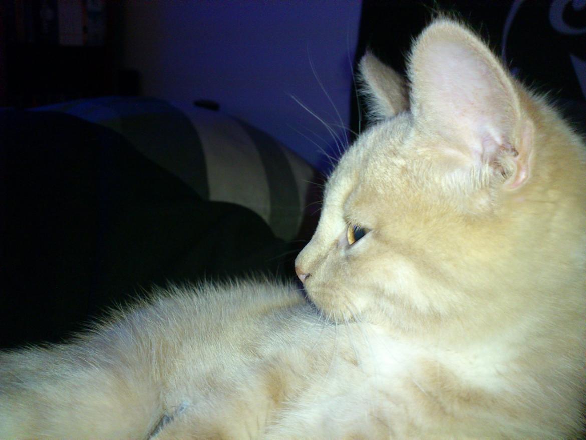 Huskat rødmis billede 7