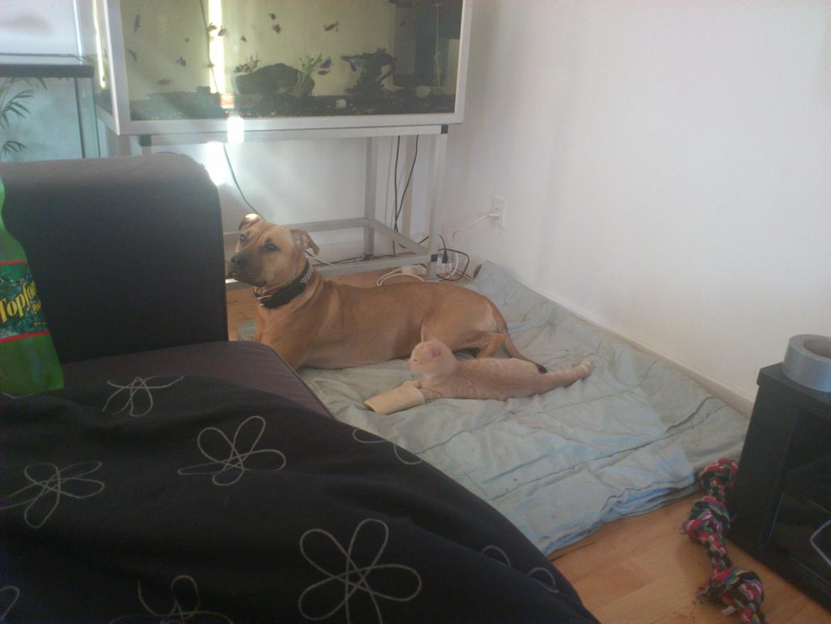 Huskat rødmis - rødmis er blevet forelsket i vores hund Bailey ;o han sover hos hende hverdag ;b billede 8