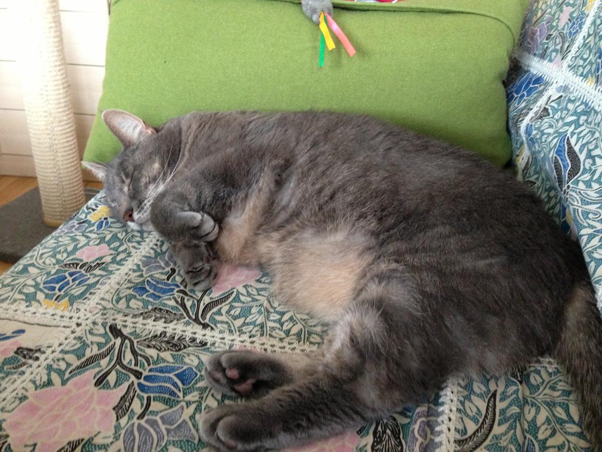 Huskat himmel kat kitte og mille - himmel kat kitte billede 1