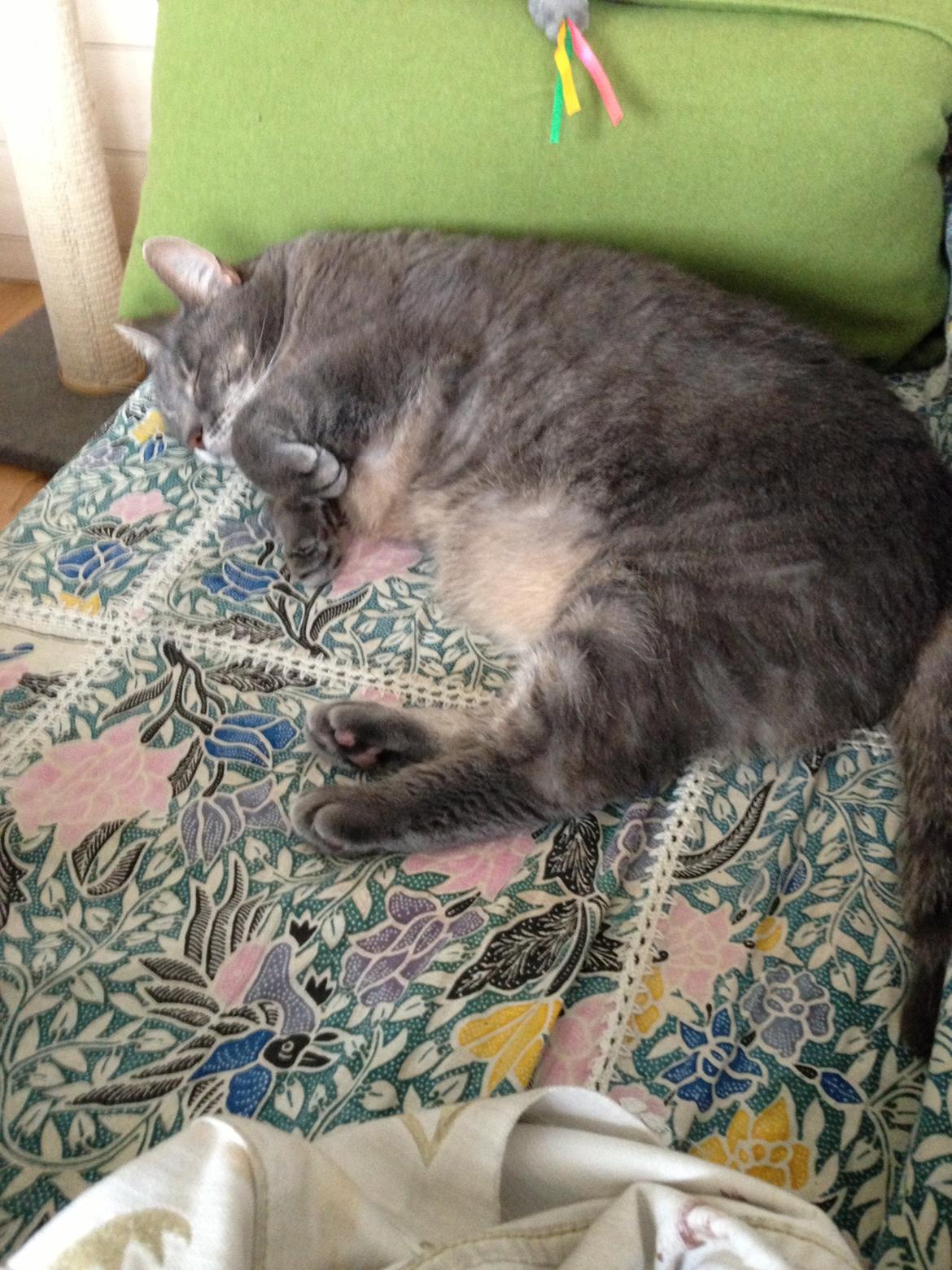 Huskat himmel kat kitte og mille - himmel kat kitte billede 2