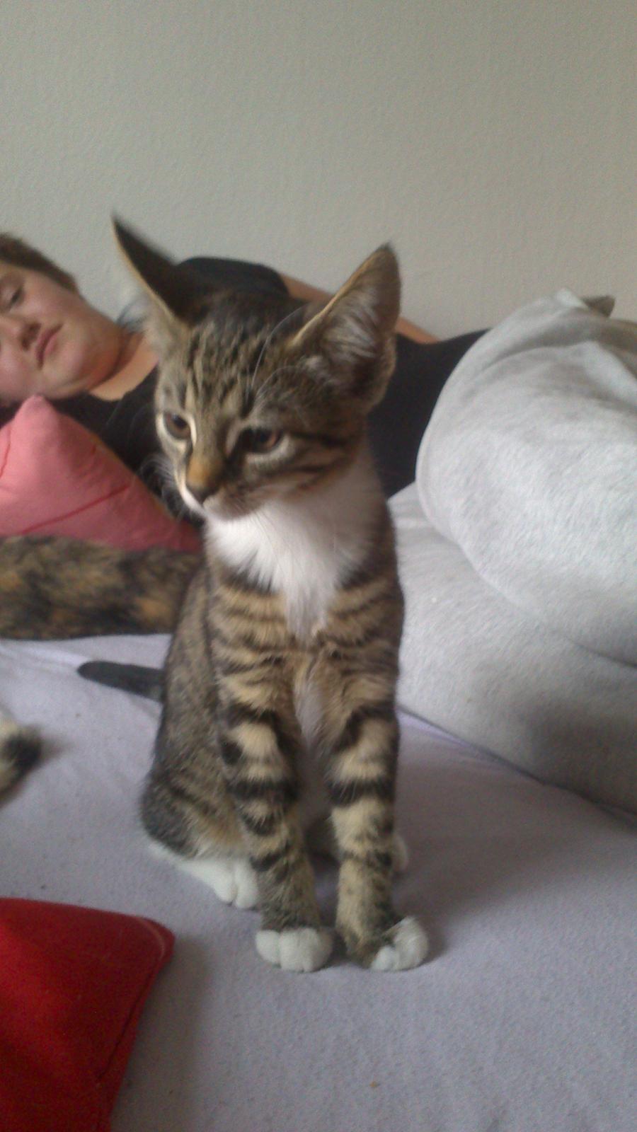 Huskat nala billede 1