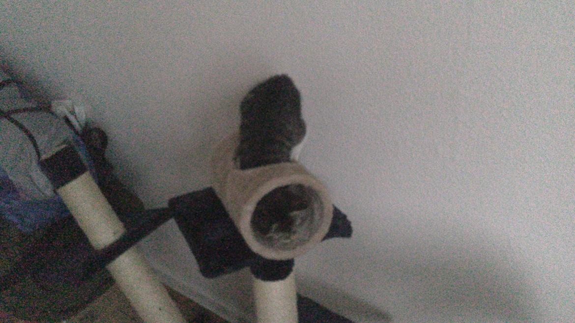 Huskat nala billede 2