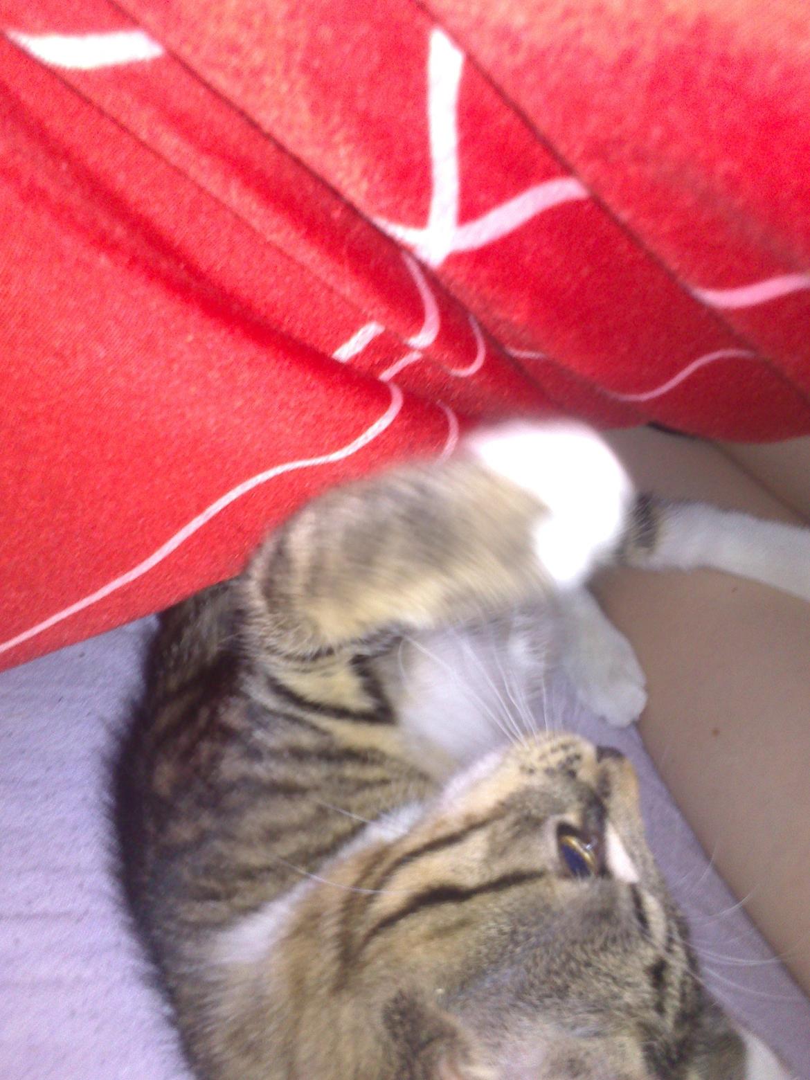 Huskat nala billede 3