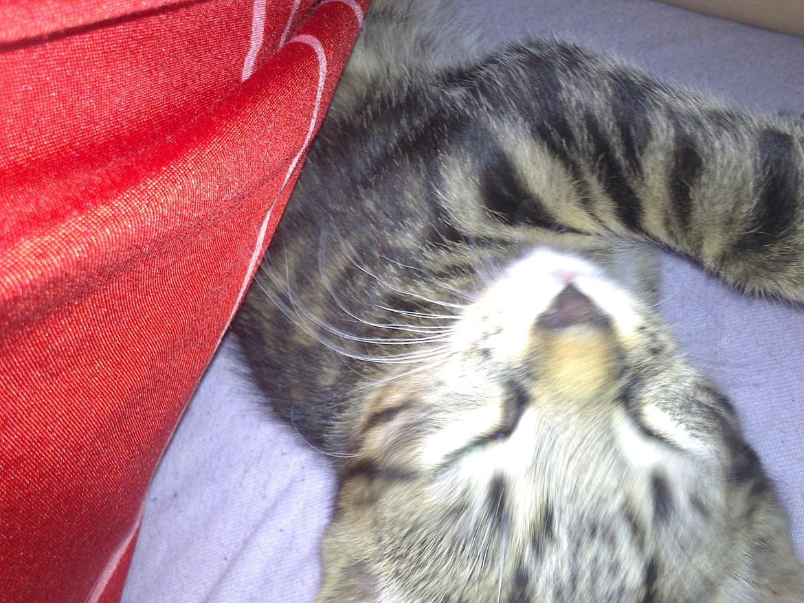 Huskat nala billede 4