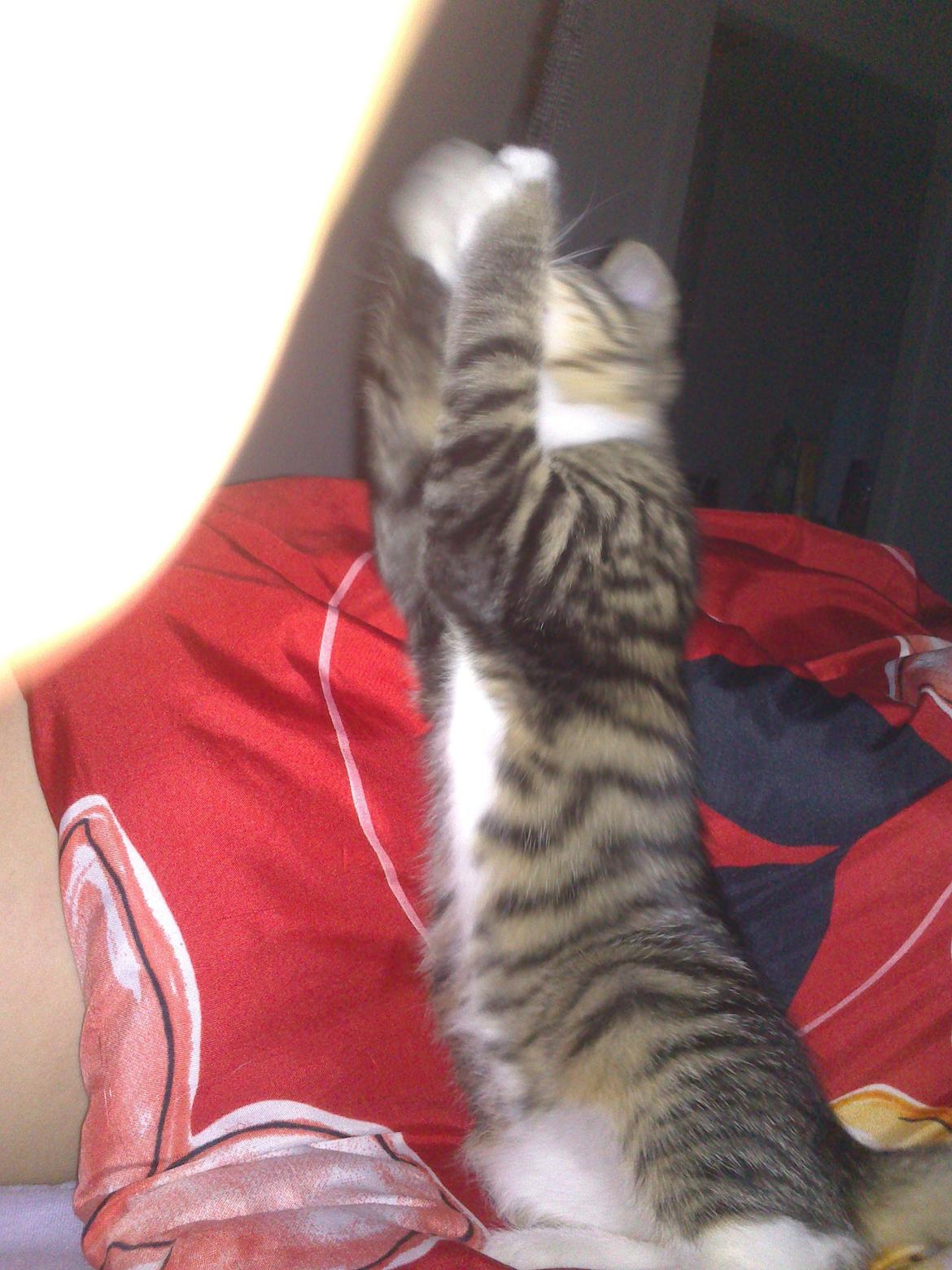 Huskat nala billede 5