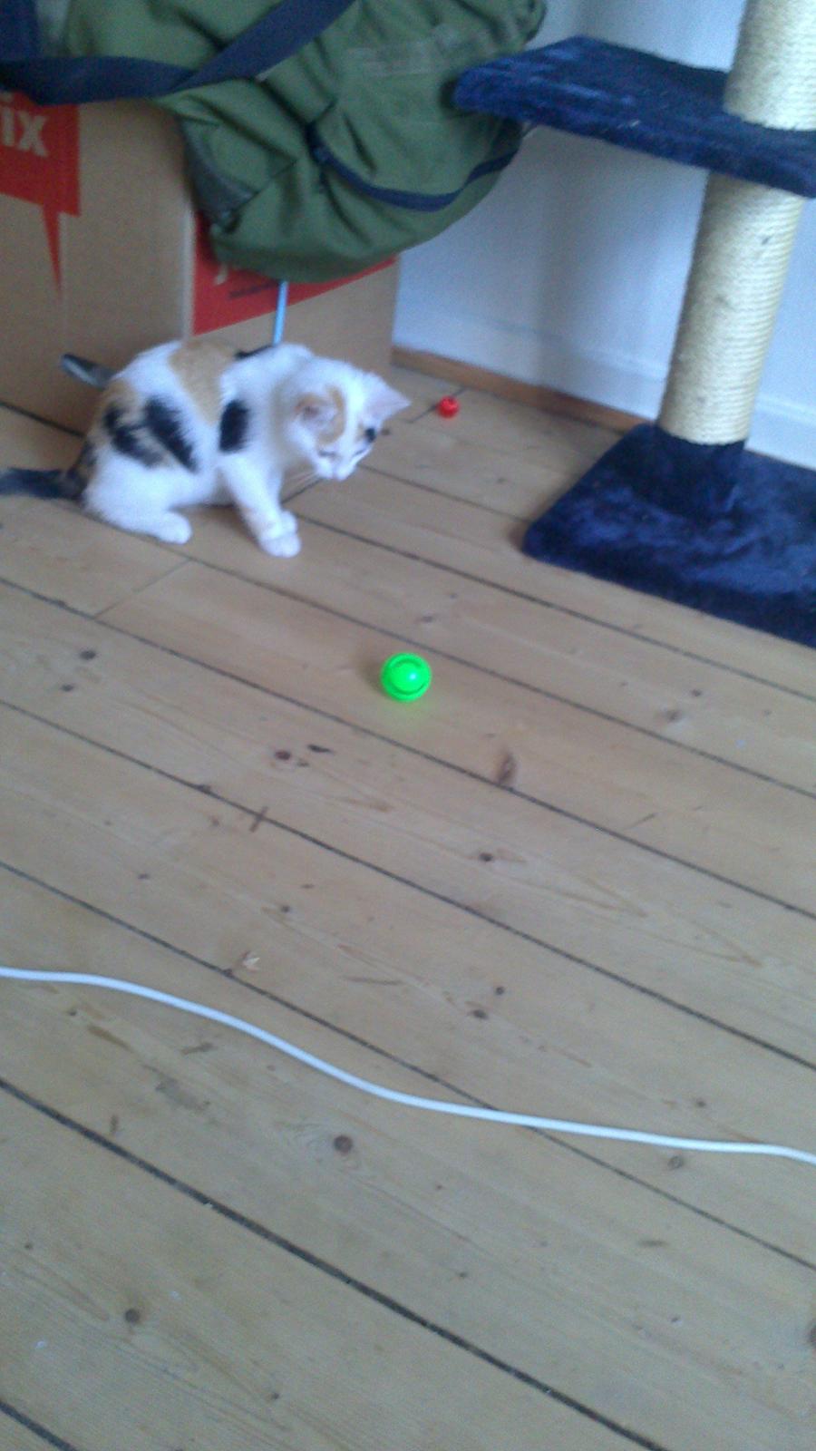 Huskat mynte billede 1