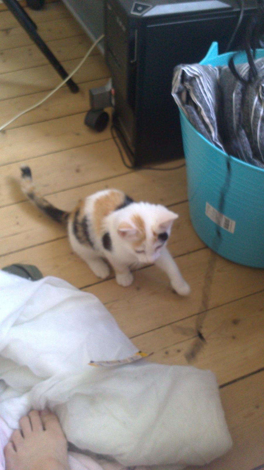 Huskat mynte billede 2