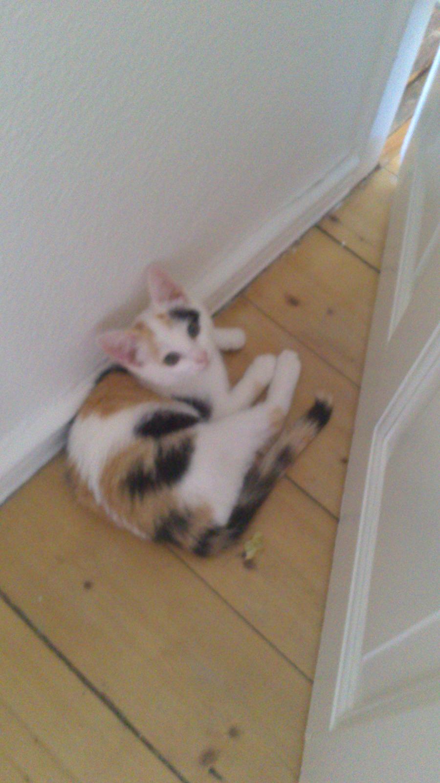 Huskat mynte billede 3