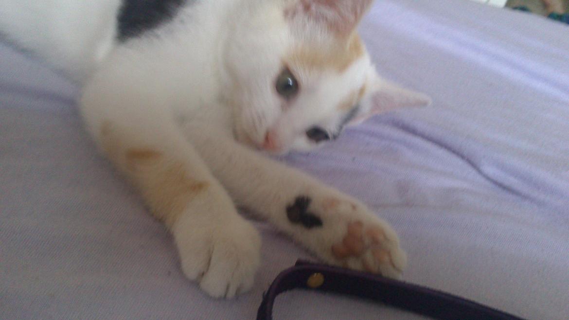 Huskat mynte billede 4