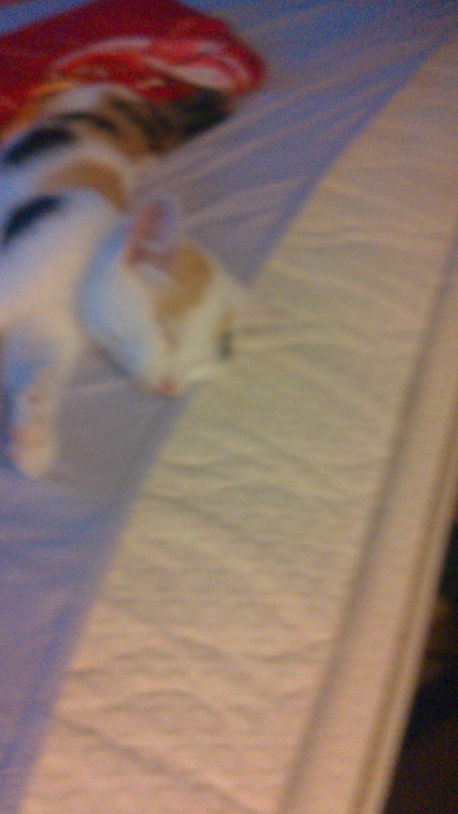 Huskat mynte billede 5