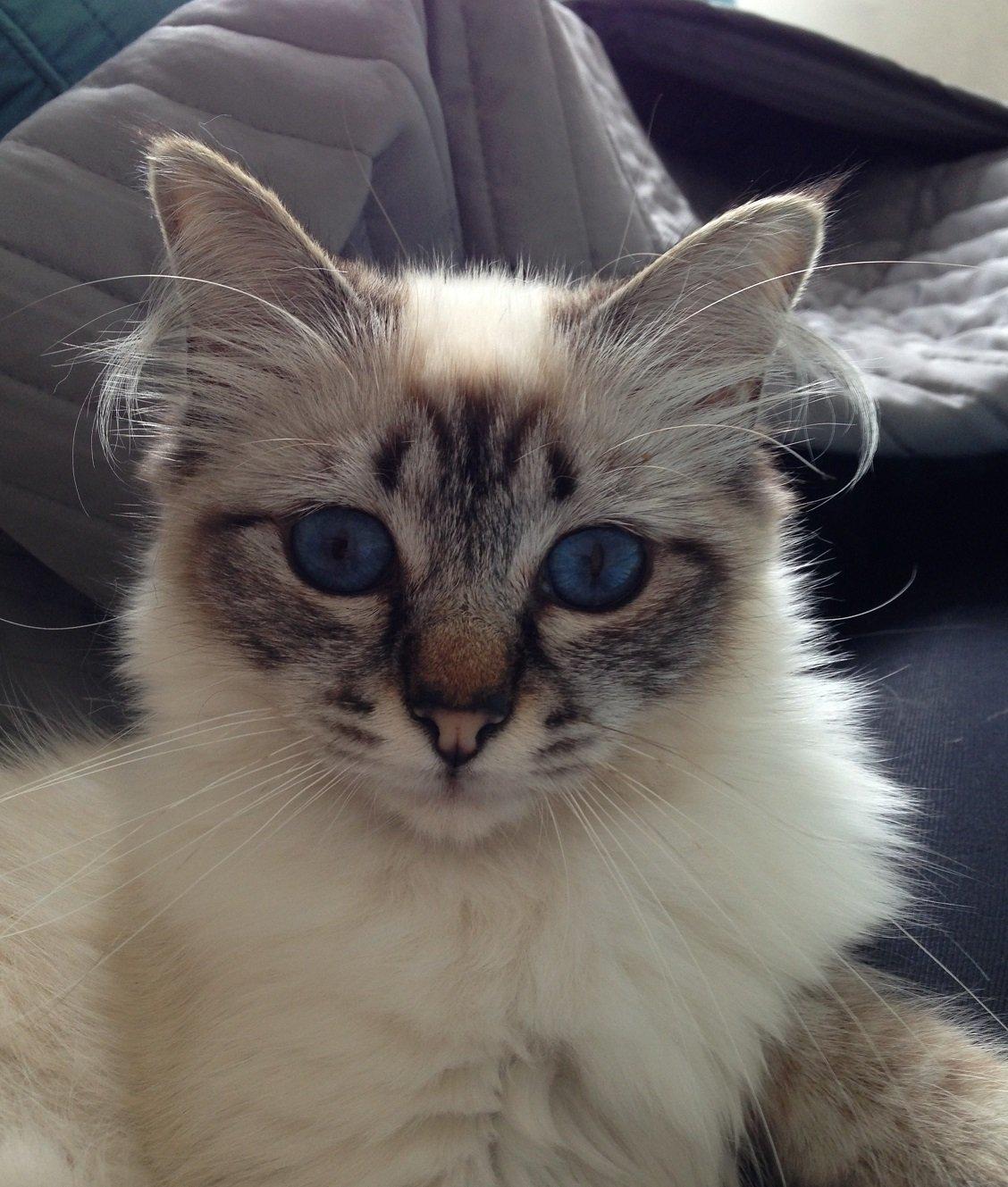 Hellig Birma Lilly (D´Lies Tommelise) billede 4