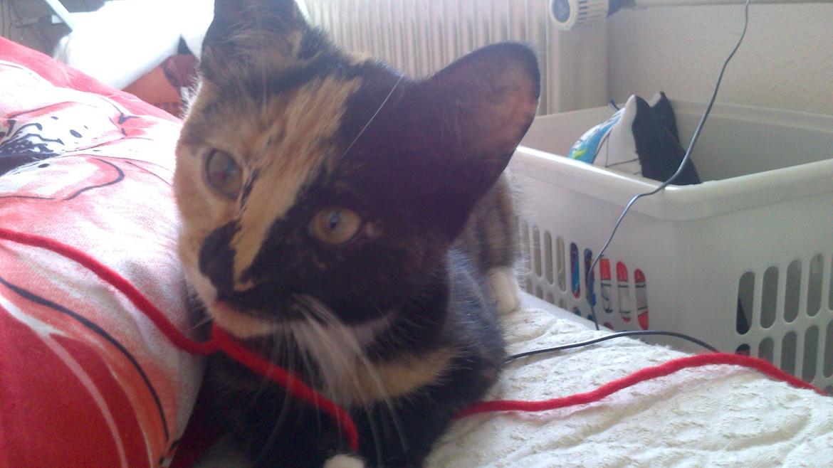 Huskat Onyxia billede 1