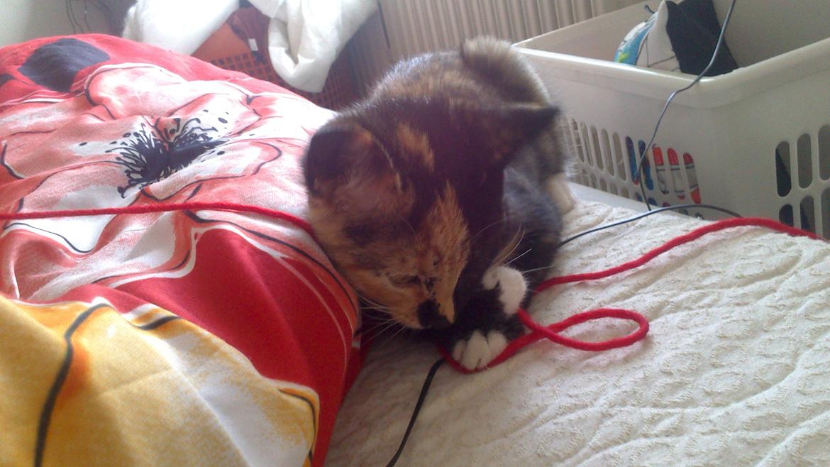 Huskat Onyxia billede 2