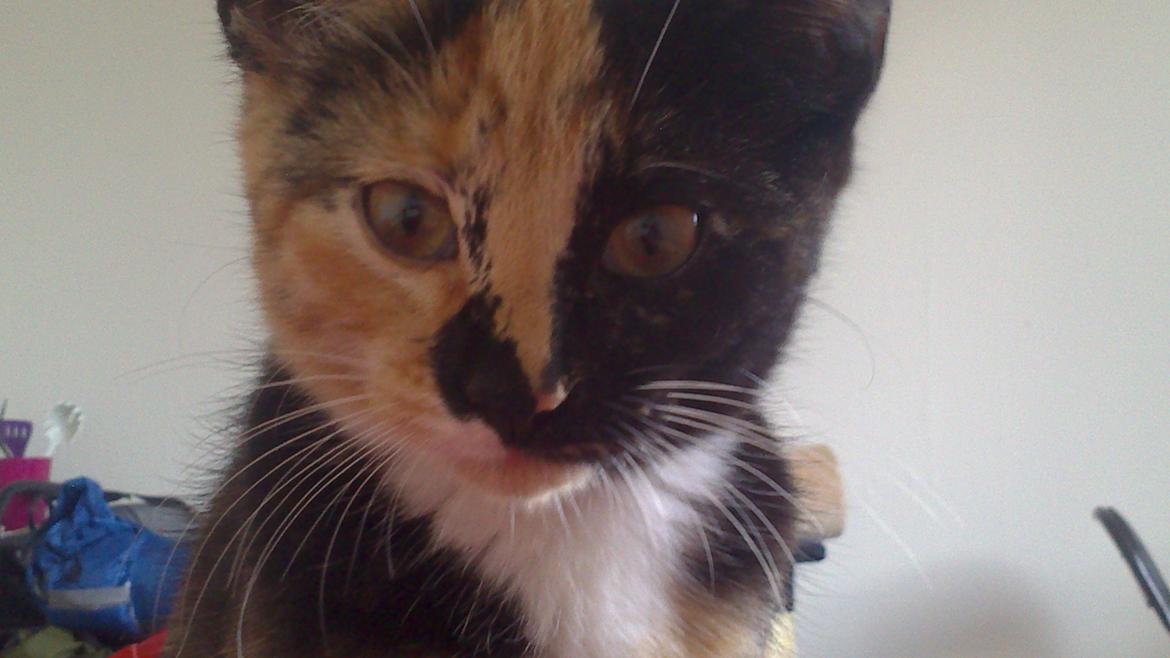 Huskat Onyxia billede 3