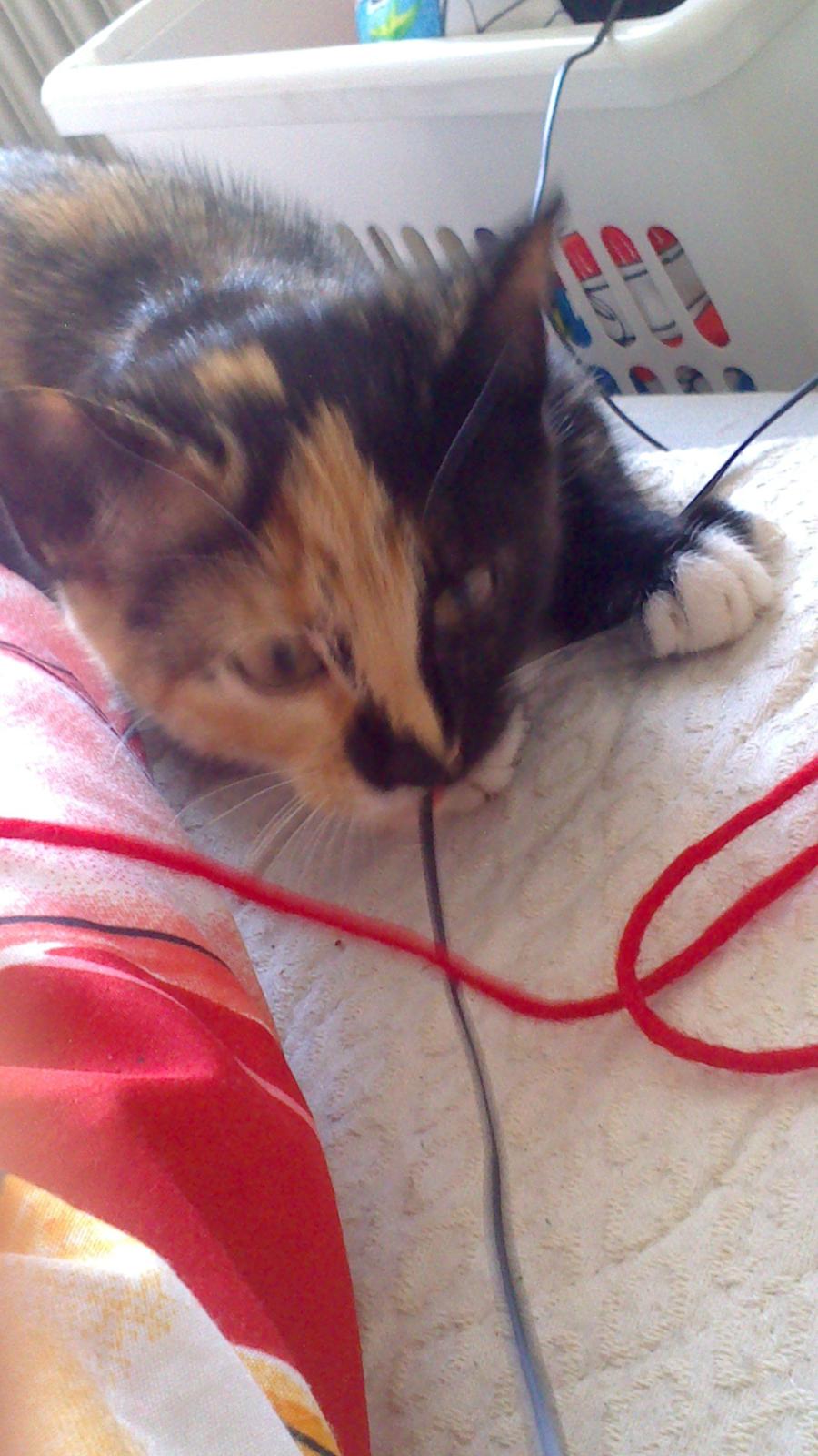 Huskat Onyxia billede 4