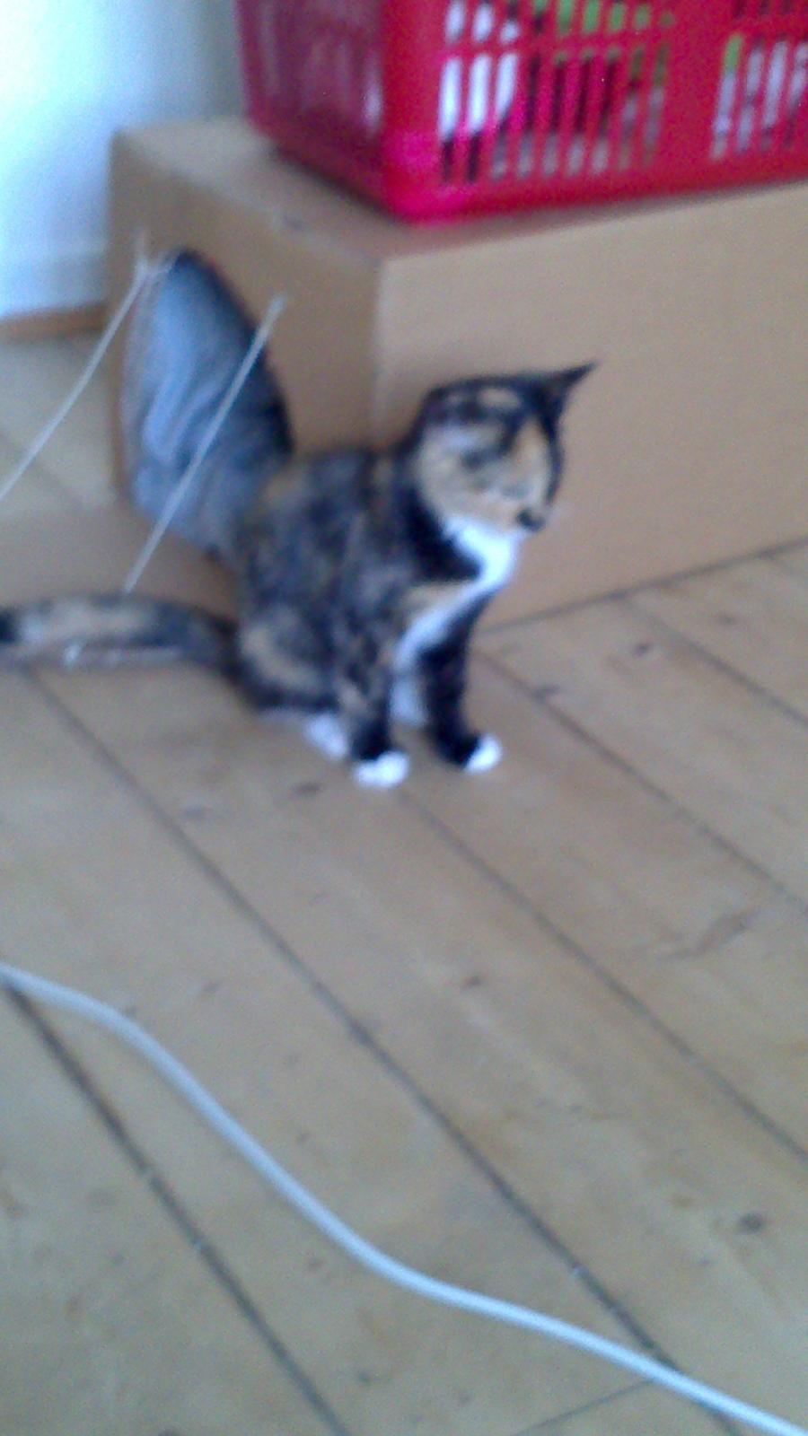 Huskat Onyxia billede 5